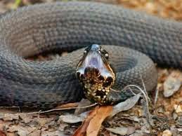 cottonmouth